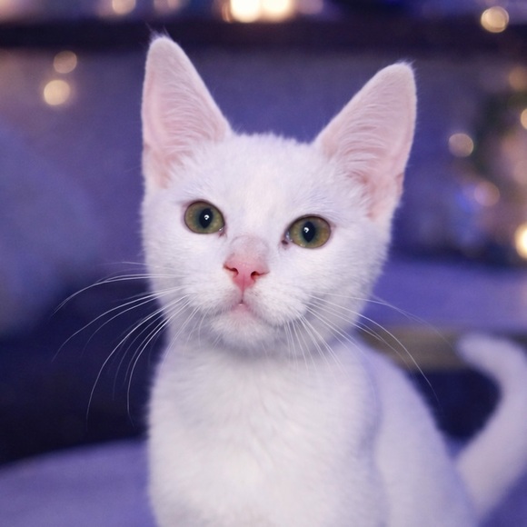 kittybshop